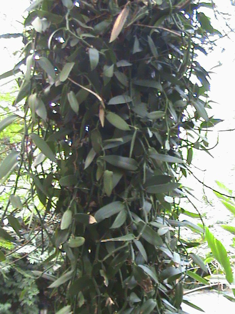 Vanilla planifolia 