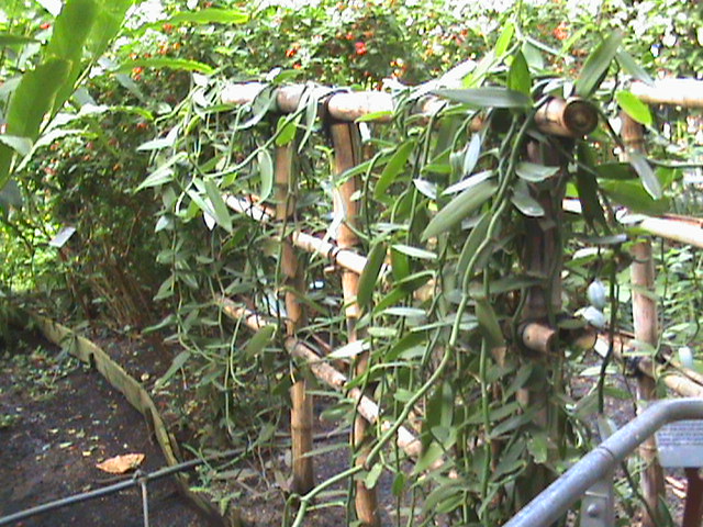 Vanilla planifolia 