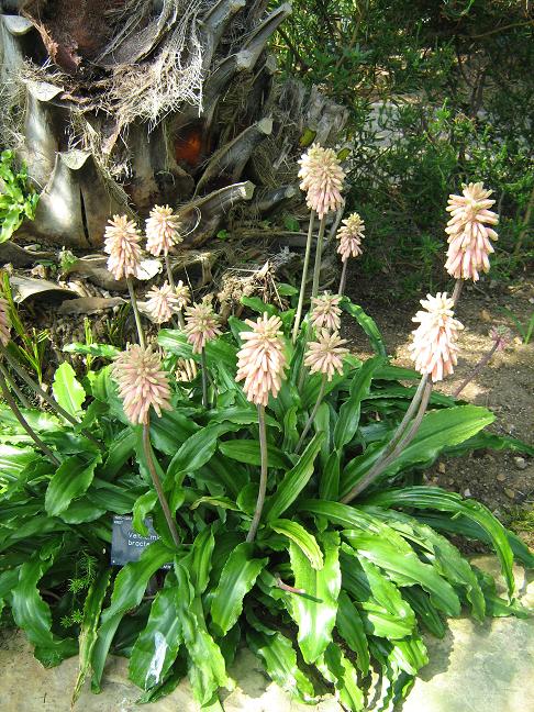 Veltheimia bracteata 