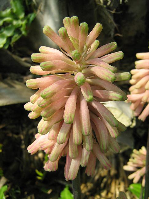 Veltheimia bracteata 