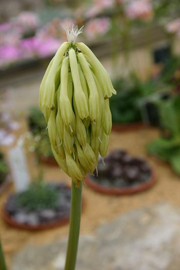 Veltheimia bracteata 'Lemon Flame' 