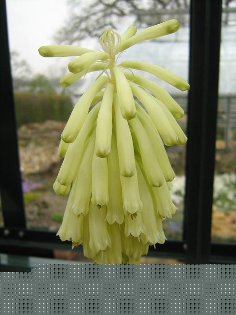 Veltheimia bracteata 'Lemon Flame' 