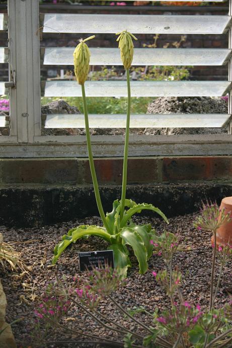 Veltheimia bracteata 'Lemon Flame' 