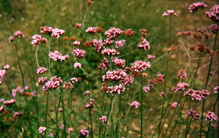 Verbena bonariensis 