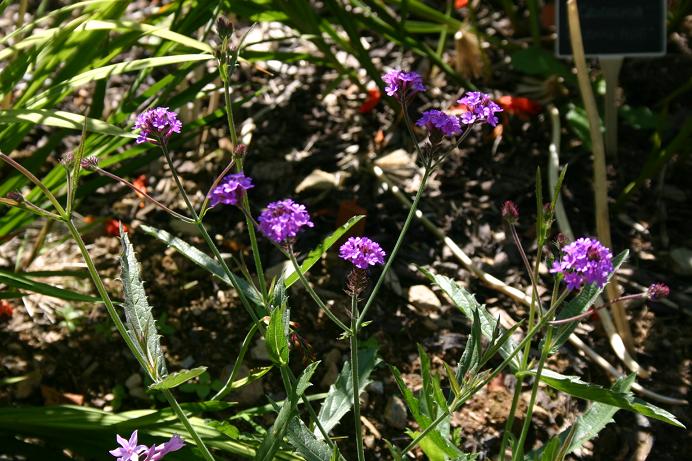 Verbena rigida 