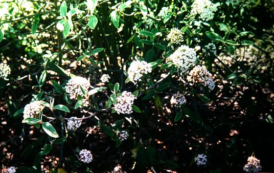 Viburnum buddleifolium 