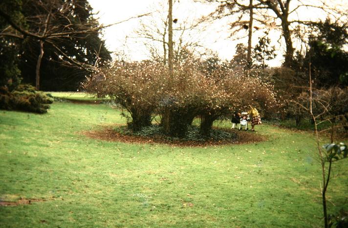 Viburnum farreri 