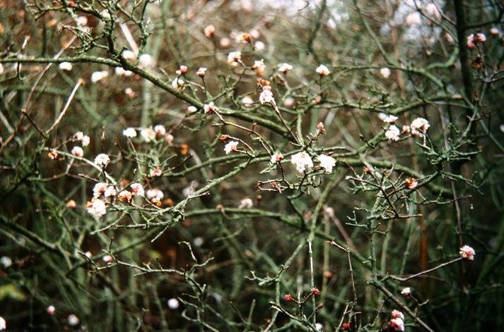 Viburnum farreri 