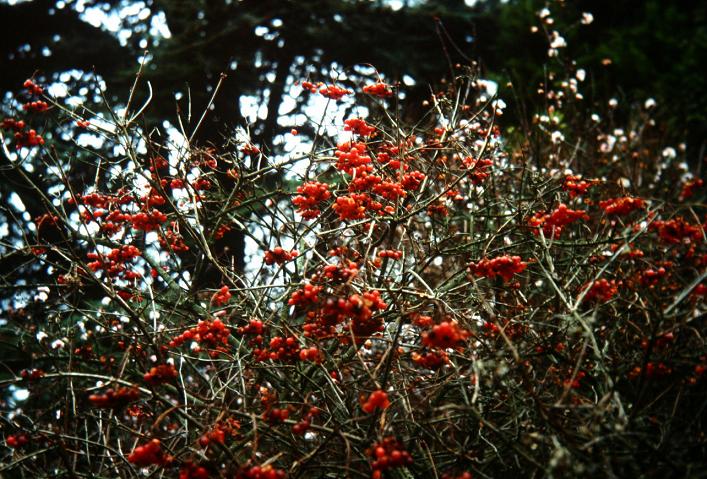 Viburnum opulus 