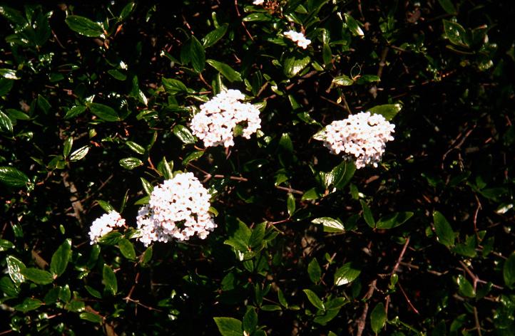 Viburnum 'Park Farm Hybrid' 