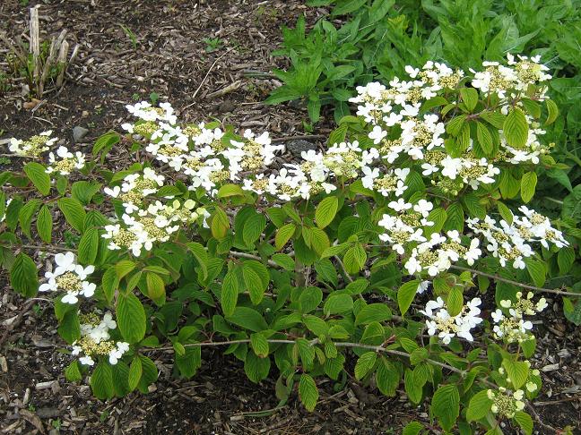 Viburnum plicatum 