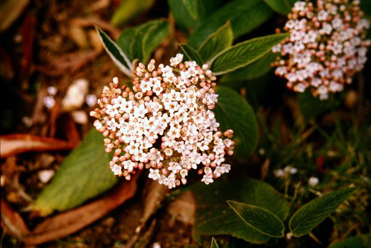 Viburnum rhytidophyllum 