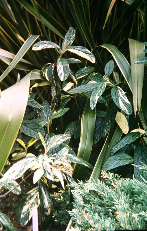 Viburnum rhytidophyllum 'Variegatum' 