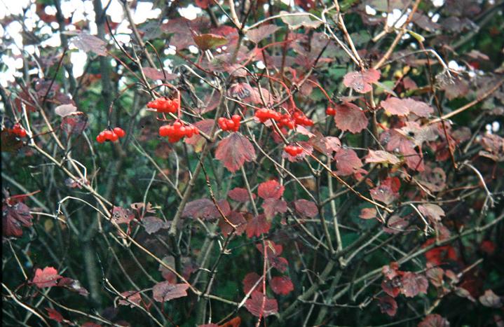 Viburnum sargentii 