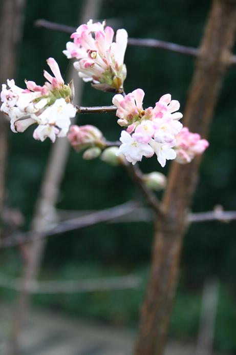 Viburnum x bodnantense 'Charles Lamont' 