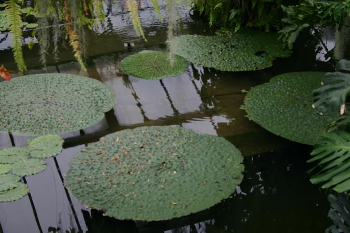 Victoria amazonica 