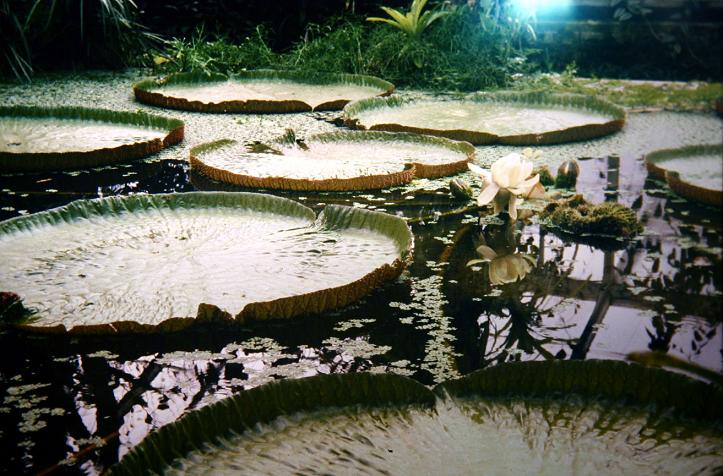 Victoria amazonica 