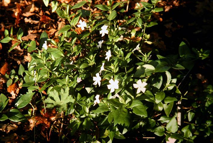 Vinca difformis 