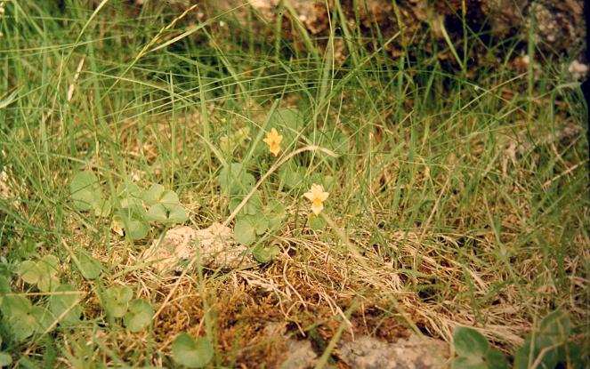 Viola biflora 