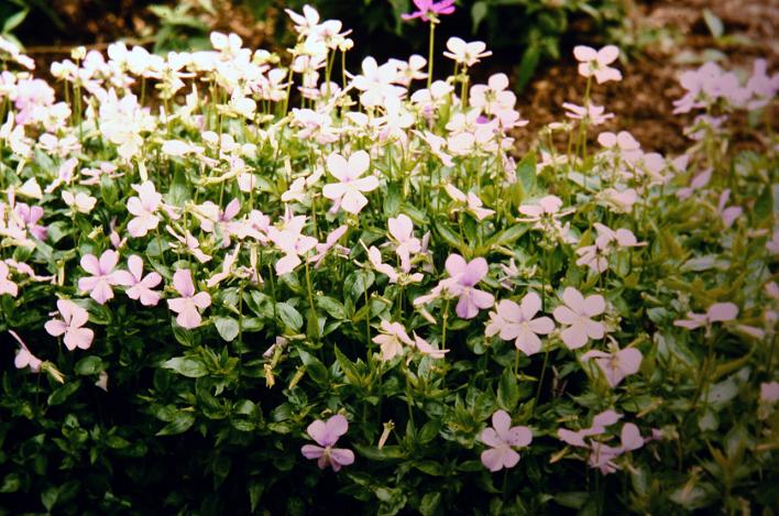 Viola cornuta 