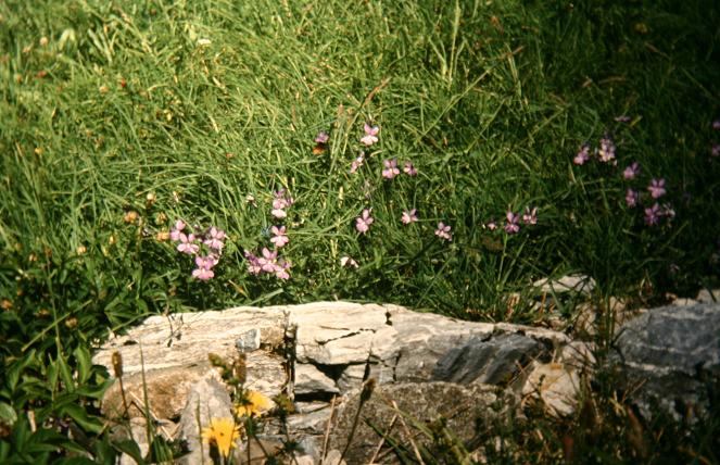 Viola cornuta 