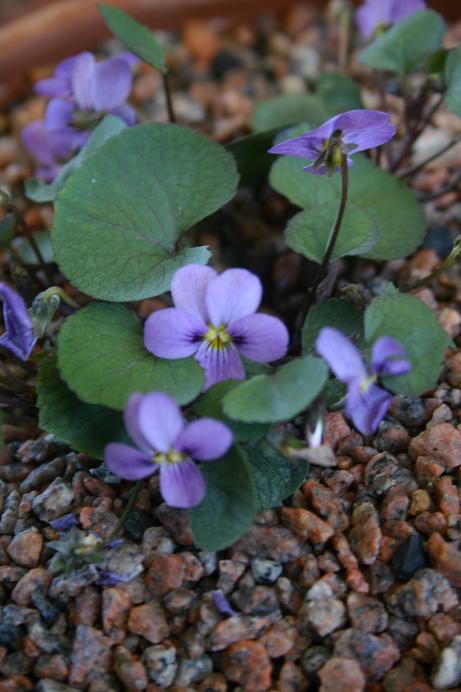 Viola flettii 