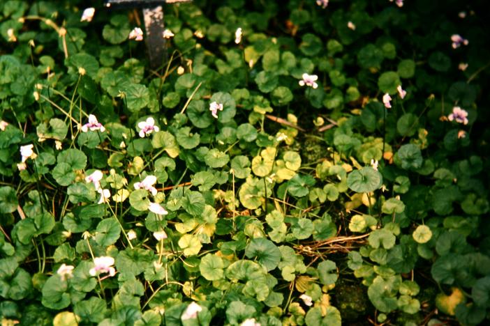 Viola hederacea 