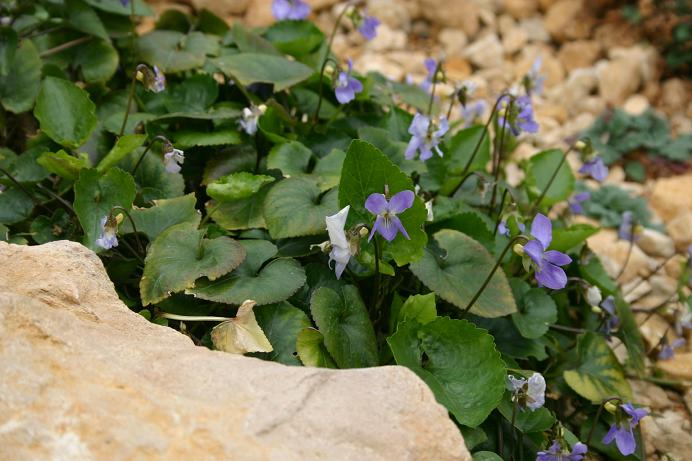 Viola jaubertiana 