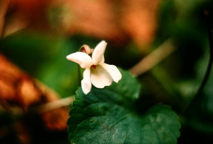 Viola odorata 'Alba' 