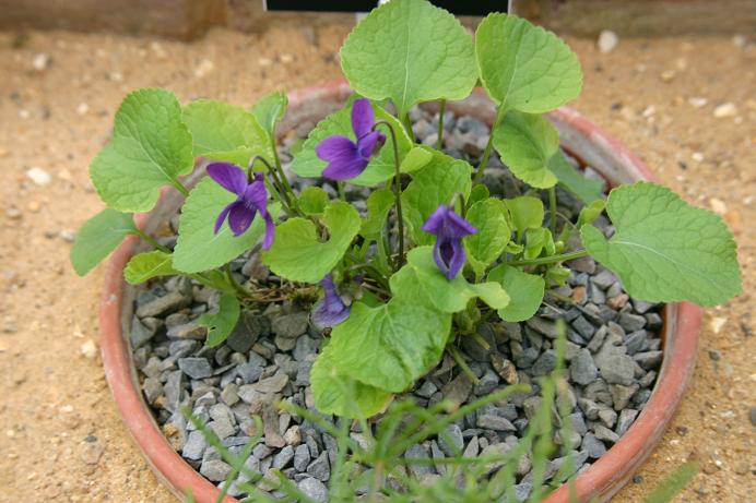 Viola odorata 'Pamela Zambra' 