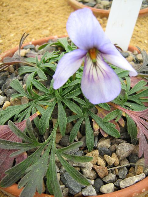 Viola pedata 