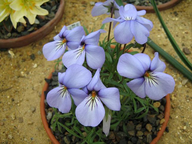 Viola pedata 