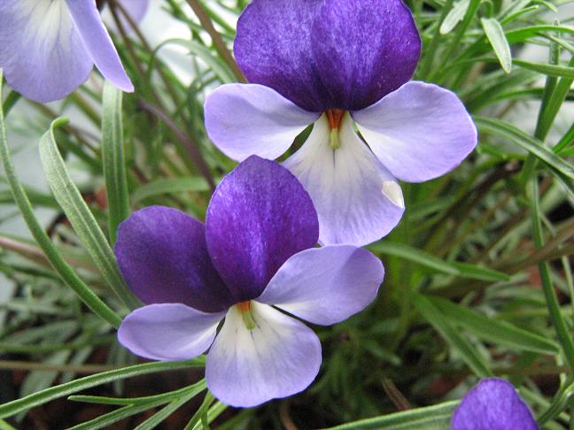 Viola pedata bicolor 