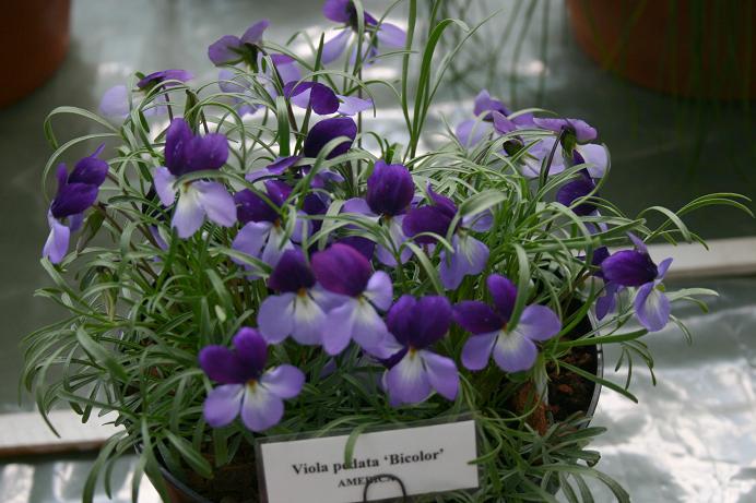 Viola pedata bicolor 