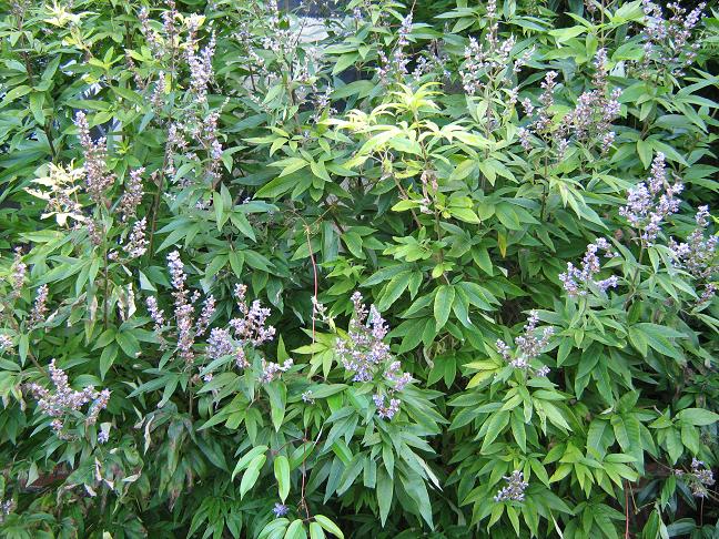 Vitex agnus-castis var latifolia 