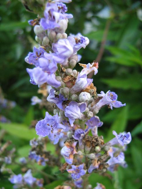 Vitex agnus-castis var latifolia 