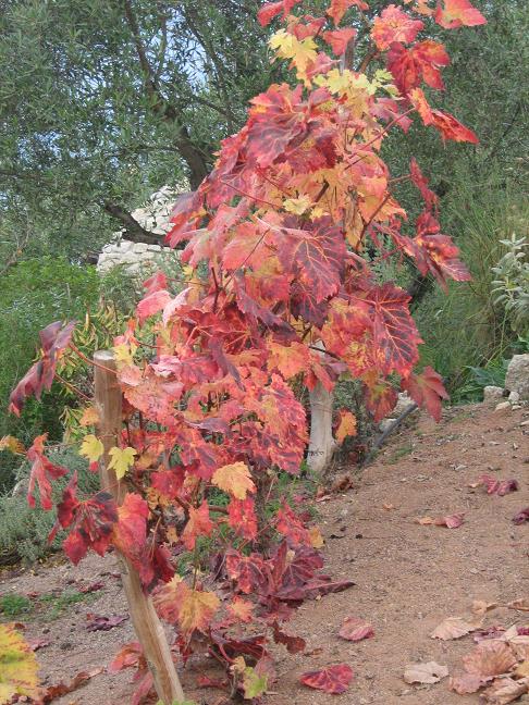 Vitis vinifera 'Flame' 