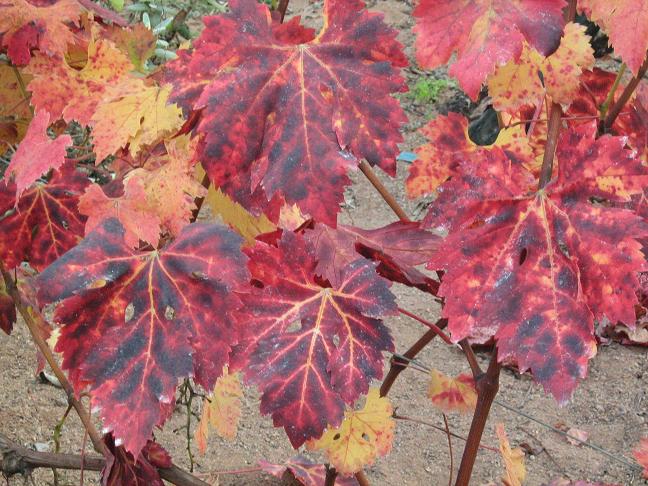 Vitis vinifera 'Flame' 