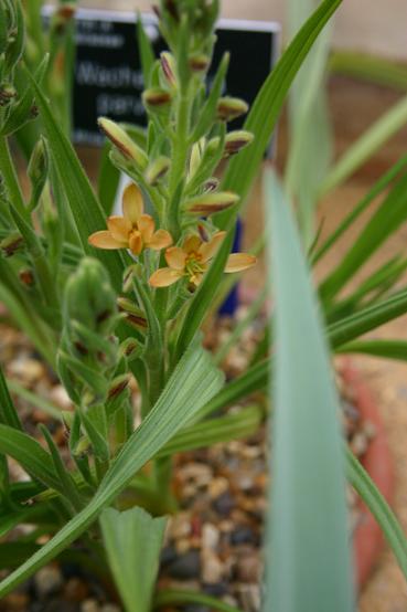 Wachendorfia parviflora 