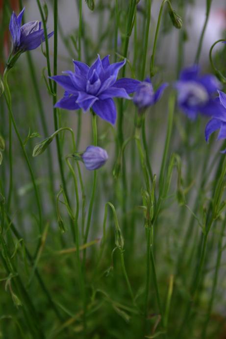 Wahlenbergia stricta 