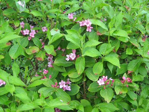 weigela florida 