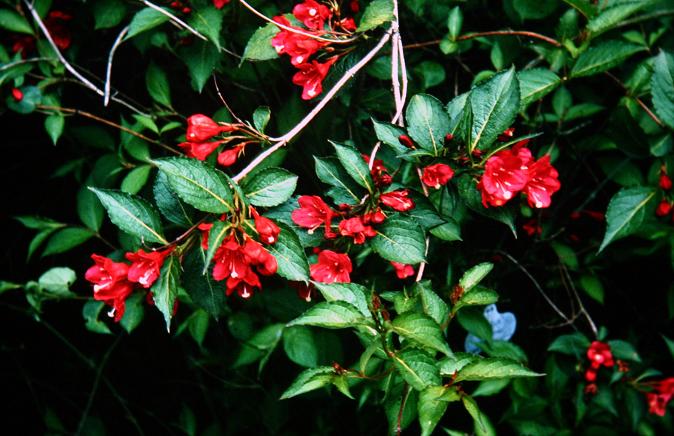 Weigela florida 'Eva Rathke' 