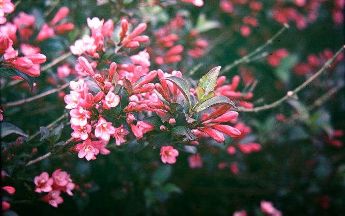 Weigela florida 'Foliis Purpureis' 