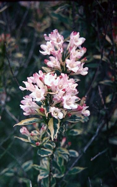 Weigela florida 'Variegata' 