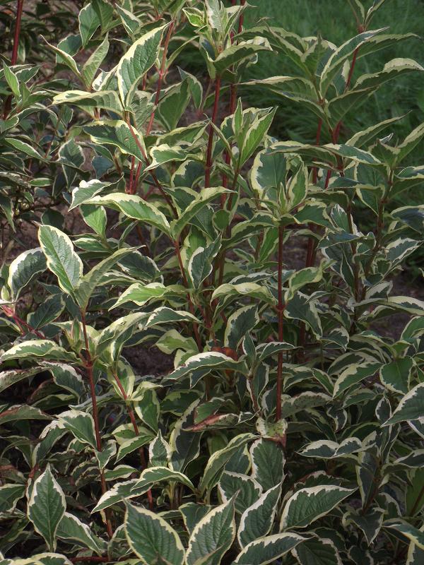 Weigela florida 'Variegata' 