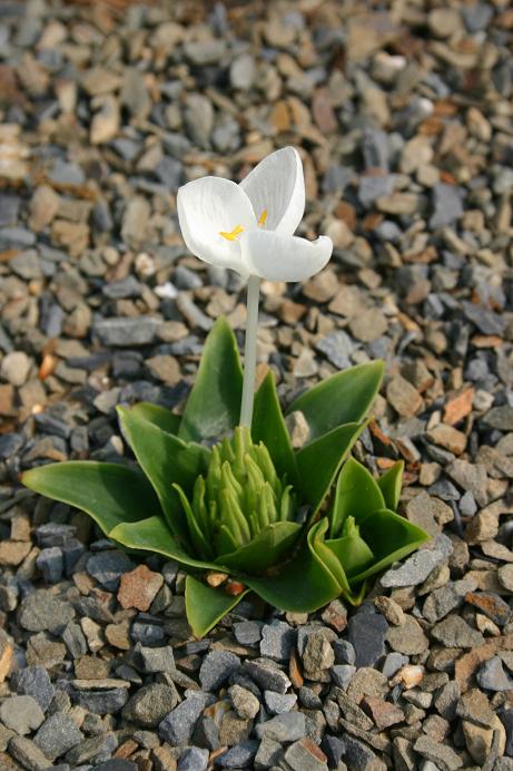 Weldenia candida 