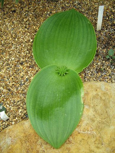 Whiteheadia bifolia 