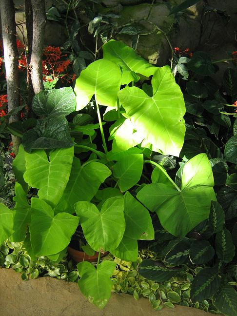 Xanthosoma 'Yellow Leaf' 