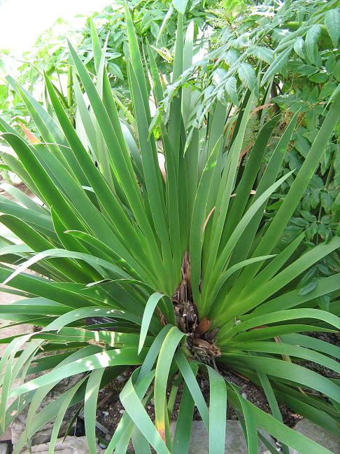 Xeronema callistemon 