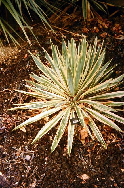 Yucca gloriosa 'Variegata' 
